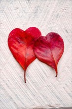 Red heart shaped leaves