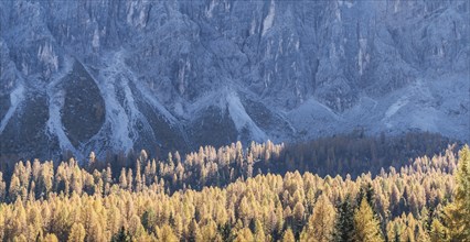Pine forest and mountain in the Dolomites, South Tyrol, Italy