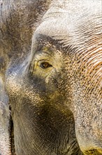 Close up of Indian elephant looking at camera