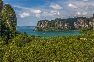 Forest by sea in West Railay, Thailand