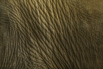 Close of Indian elephant's skin