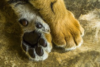 Tiger cub's paws
