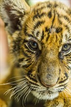 Tiger cub looking at camera