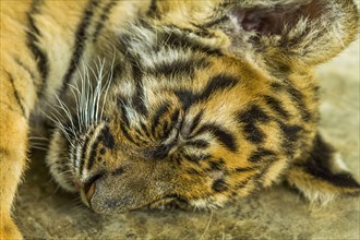 Sleeping tiger cub