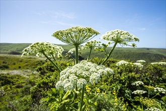 Cow parsnip in field in San Francisco, California, USA