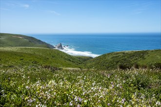 Field by sea in Tomales, San Francisco, USA