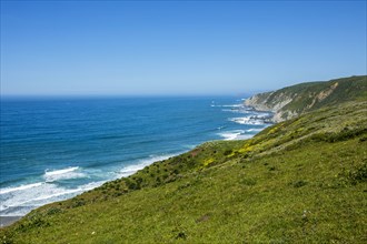 Field by sea in Tomales, San Francisco, USA