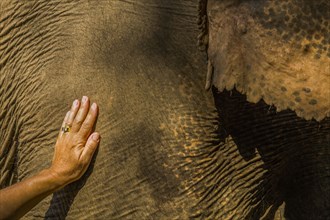Woman's hand on Indian elephant