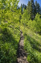 Trail by trees in Sun Valley, Idaho, USA