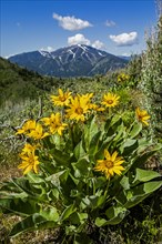 Yellow flowers in Sun Valley, Idaho, USA