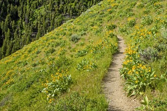 Trail through field in Sun Valley, Idaho, USA