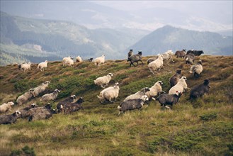 Flock of sheep in the Carpathian Mountain Range