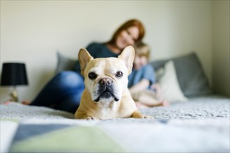 Dog lying on bed in front of mother and son