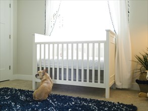 Dog sitting by cot