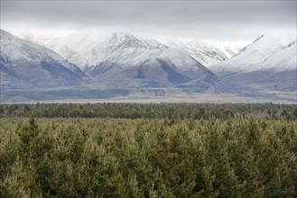 Forest by Ben Ohau mountain range in Dobson Valley, New Zealand
