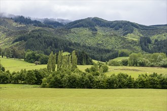 Green fields in Kakahu, New Zealand
