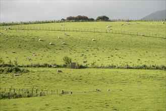 Sheep in field in Owaka, New Zealand