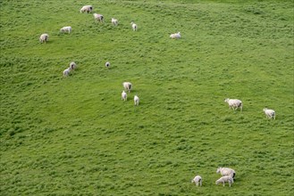 High angle view of sheep in field in Tarara, New Zealand
