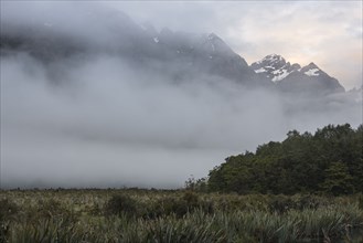 Fog in field at sunrise near Milford Sound, New Zealand