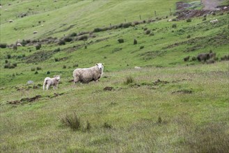 Lamb and ewe in field in Te Anau Downs, New Zealand