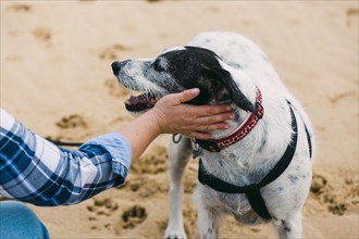 Woman petting her dog on beach