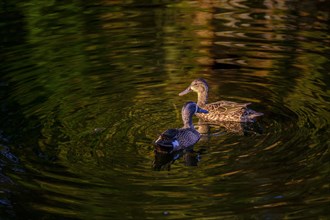 Ducks swimming on river