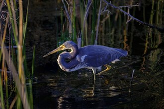 Tricolored heron wading in river
