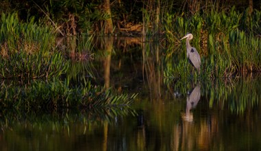 Great blue heron by  river
