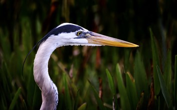 Profile of great blue heron
