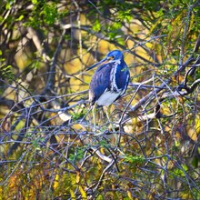Tricolored heron standing in tree