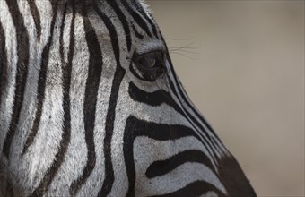 Profile of zebra
