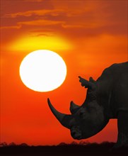 Profile of rhinoceros at sunset