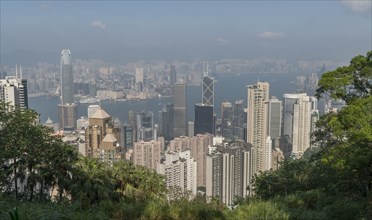 Cityscape behind trees in Hong Kong, China