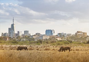 Rhinoceroses walking in Nairobi National Park by city skyline in Nairobi, Kenya