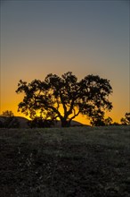 Silhouette of tree in field at sunset in Santa Margarita, California, USA