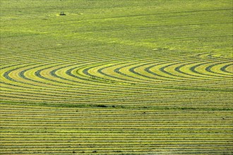 Crop field