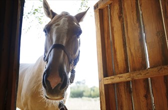 Horse looking through stable door