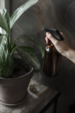Woman's hand spraying potted plant