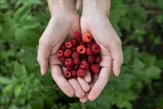 Woman's cupped hands holding raspberries