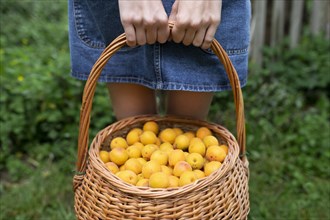 Woman holding basket of apricots