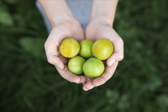 Boy's cupped hands holding green plums