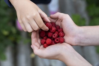 Hands of boy and teenage girl with raspberries