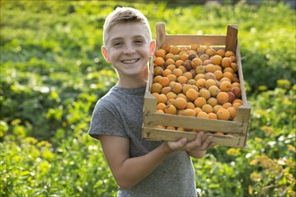 Smiling boy holding crate of apricots