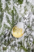 Christmas decorations and snow on pine tree