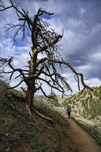Mature woman hiking by dead tree in Colorado