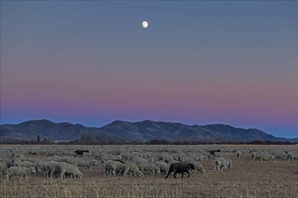 Flock of sheep at sunset in Picabo, Idaho