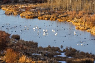 Swans in river in Picabo, Idaho