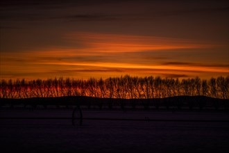 Silhouettes of bare trees at sunset in Bellevue, Idaho, USA