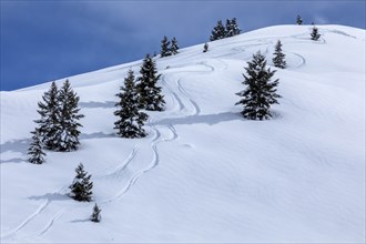 Ski tracks by pine trees on mountain in Sun Valley, Idaho, USA
