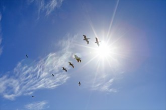 Pelicans flying under sunshine